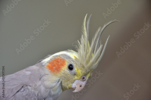 portrait of parrot cockatiel, cockatiel close-up, home parrot
