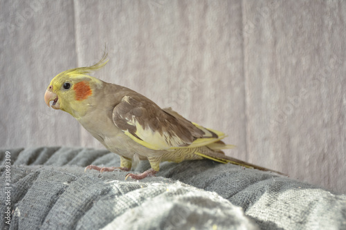 portrait of parrot cockatiel, cockatiel close-up, home parrot