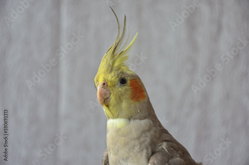 portrait of parrot cockatiel, cockatiel close-up, home parrot
