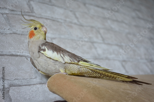portrait of parrot cockatiel, cockatiel close-up, home parrot