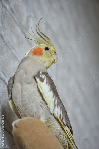 portrait of parrot cockatiel, cockatiel close-up, home parrot
