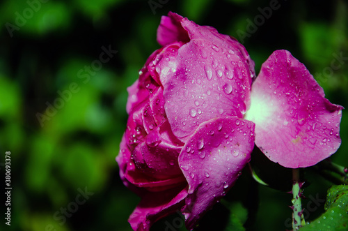 Pink Rose flower with raindrops on background pink roses flowers. Nature.