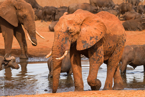 African bush elephant (loxodonta africana) in watering hole, Ngutuni Game Reserve, Tsavo, Kenya