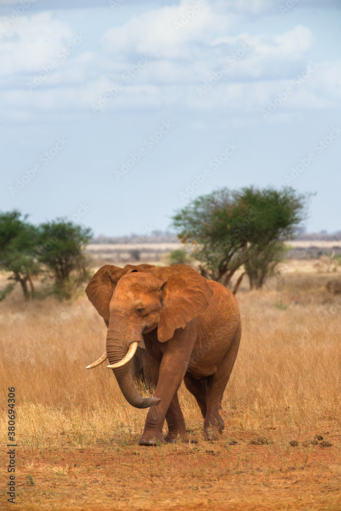 African bush elephant (loxodonta africana), Ngutuni Game Reserve, Tsavo, Kenya