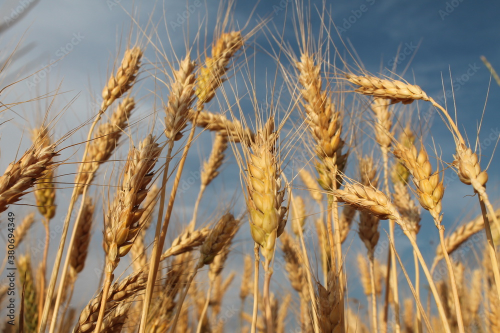field of wheat,sky,field field of wheat,sky,field