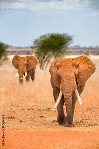 African bush elephants walking in line (loxodonta africana), Ngutuni Game Reserve, Tsavo, Kenya
