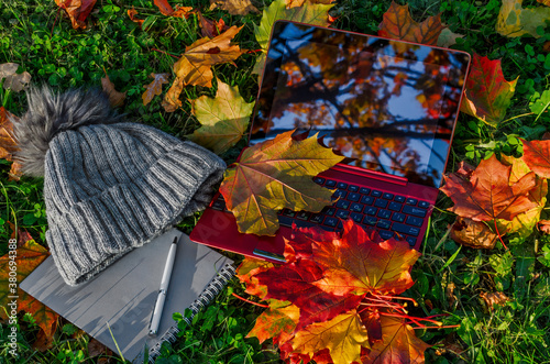 Autumn flat lay with laptop, notebook, pen and knitted hat on the green grasss with colorful maple leaves
