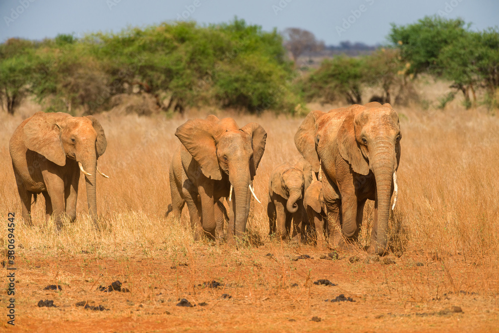 African bush elephants walking in line (loxodonta africana), Ngutuni Game Reserve, Tsavo, Kenya