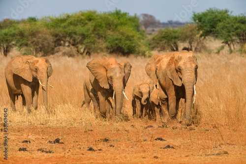 African bush elephants walking in line (loxodonta africana), Ngutuni Game Reserve, Tsavo, Kenya © James