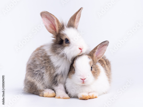 Two lovely baby rabbit sitting on white background. Lovely young rabbit sitting.