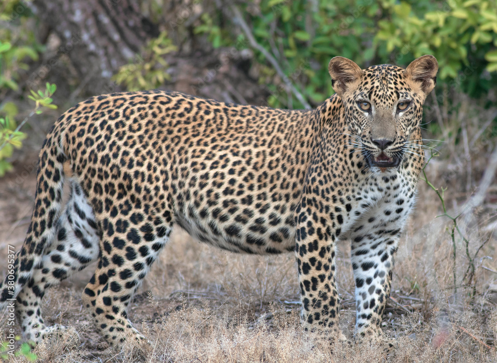 Leopard cub; leopard cub staring; leopard stare; staring leopard; Leopard cub from Sri Lanka; Yala National Park