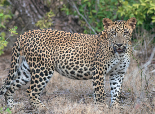 Leopard cub  leopard cub staring  leopard stare  staring leopard  Leopard cub from Sri Lanka  Yala National Park