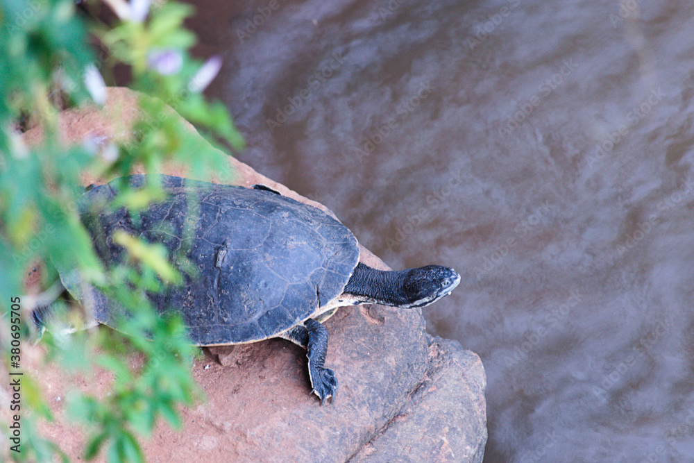 Obraz premium turtle