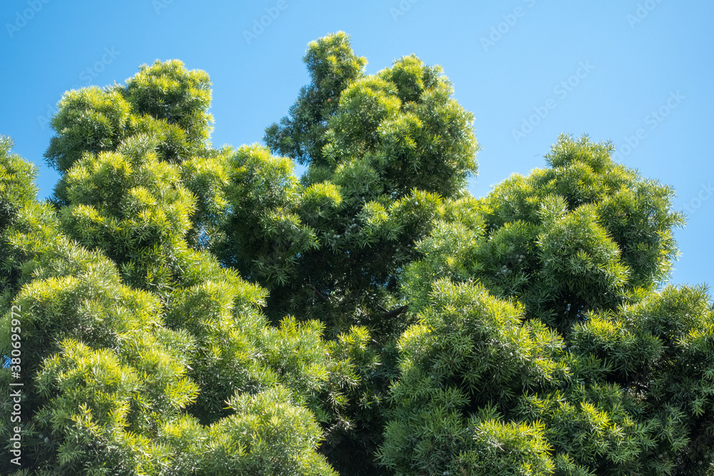 A green tree against a blue sky A green tree against a blue sky
