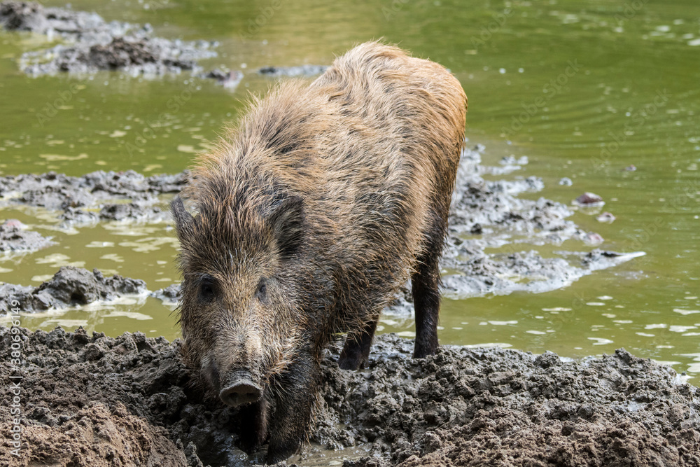Wild boar (Sus scrofa) juvenile foraging in the mud along muddy lake shore