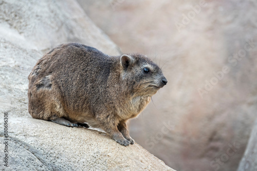 Rock hyrax / dassie (Procavia capensis) sitting on rock, native to Africa and the Middle East