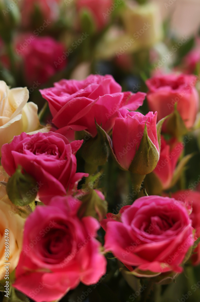 Fresh pink and white rose flowers close up. Top view point. Fresh pink and white rose flowers close up. Top view point.