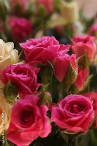 Fresh pink and white rose flowers close up. Top view point.