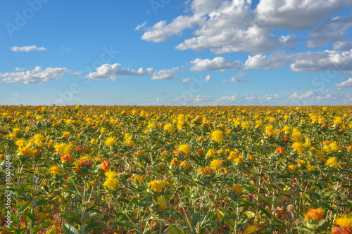 Valokuva Safflower field, field of yellow prickly flowers, Carthamus tinctoriu