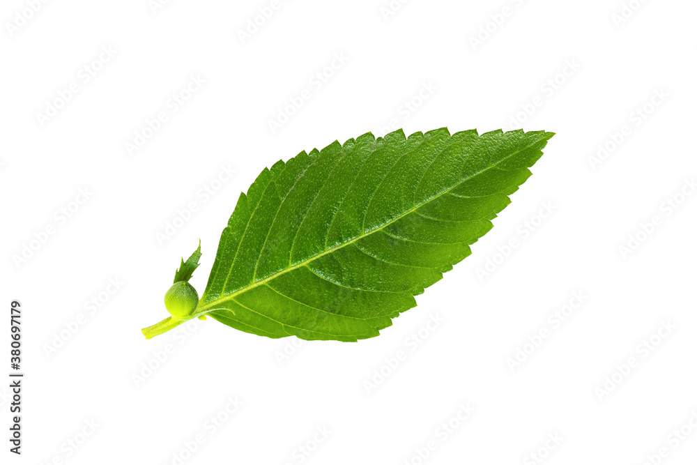 Fototapeta premium Green leaves isolated on white background with clipping path