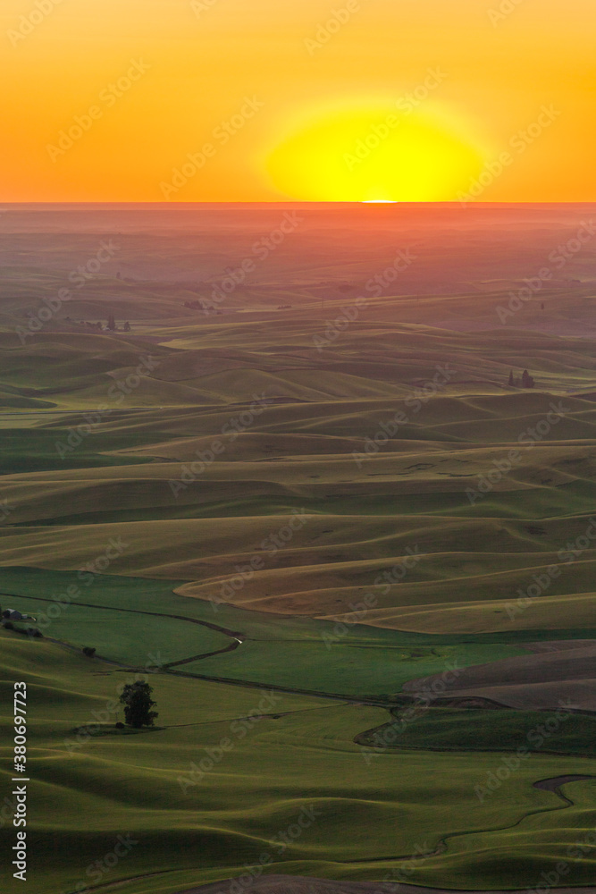 Rolling green wheat fields in the Palouse region of eastern Washington, USA at sunset