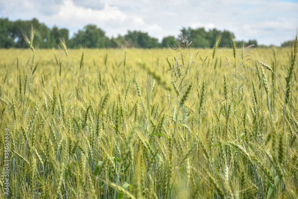 unripe wheat field, crop field