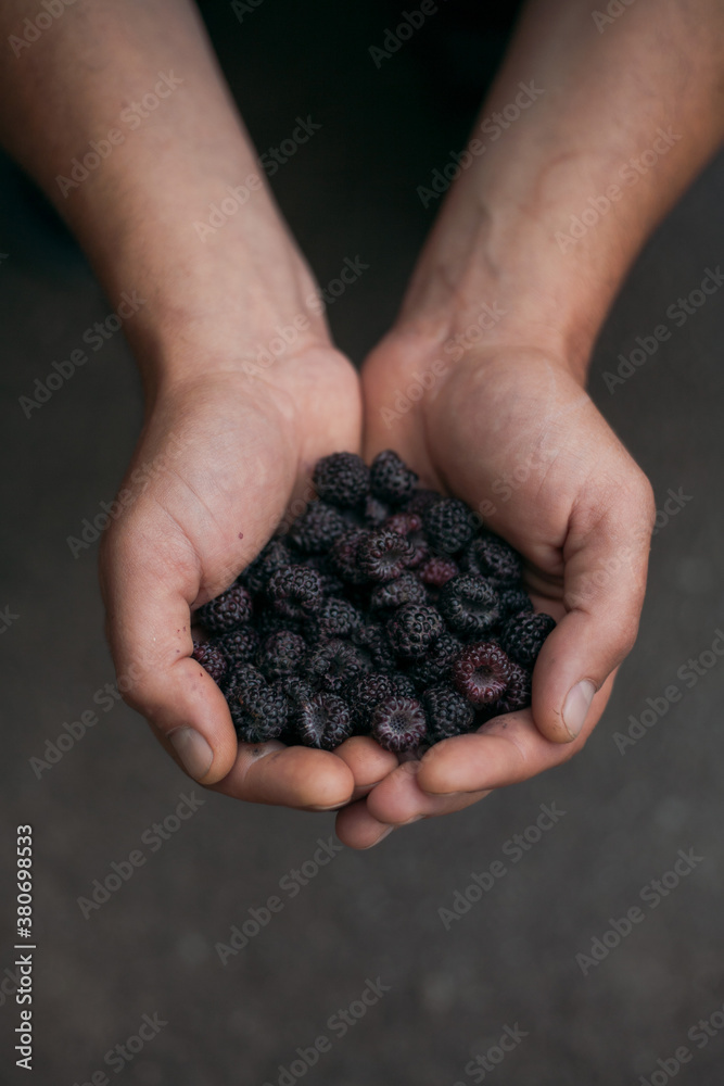 farmer holding a fresh blackberry in his hand farmer holding a fresh blackberry in his hand