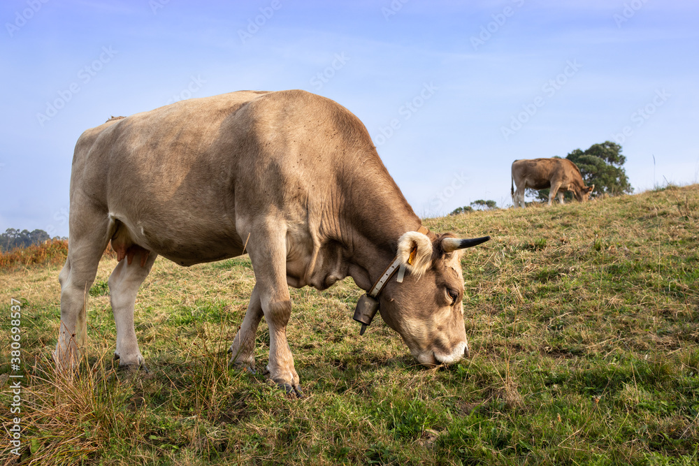 Cows eating grass on a hill. Livestock raised for meat and milk production. Light brown color with small horns and light yellow ears. Animal wearing a bell. Cow species from Asturias, Spain Cows eating grass on a hill. Livestock raised for meat and milk production. Light brown color with small horns and light yellow ears. Animal wearing a bell. Cow species from Asturias, Spain