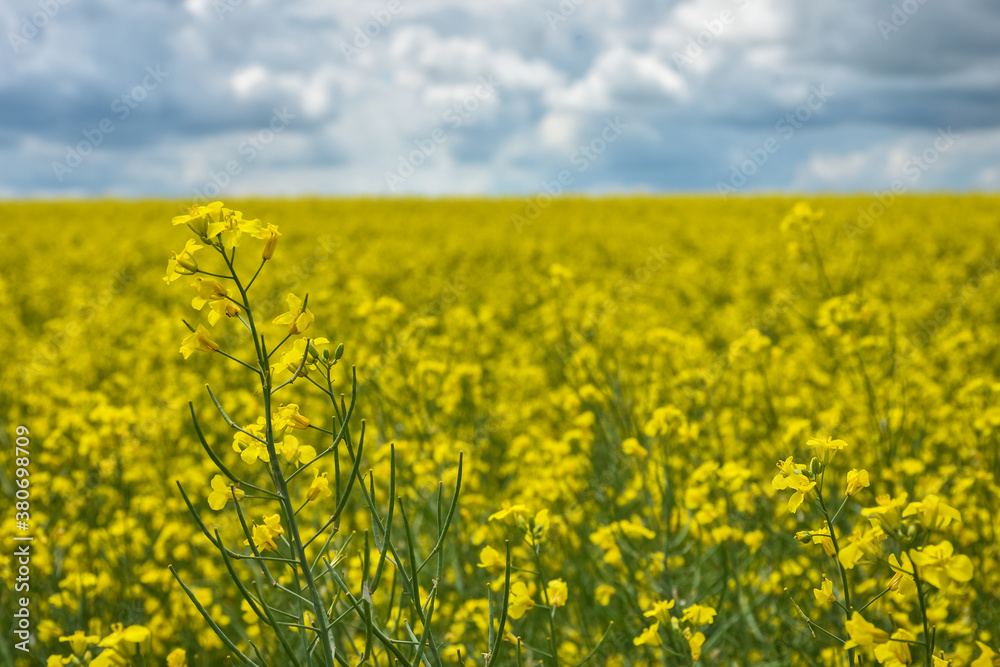 yellow rapeseed field, yellow rapeseed field yellow rapeseed field, yellow rapeseed field