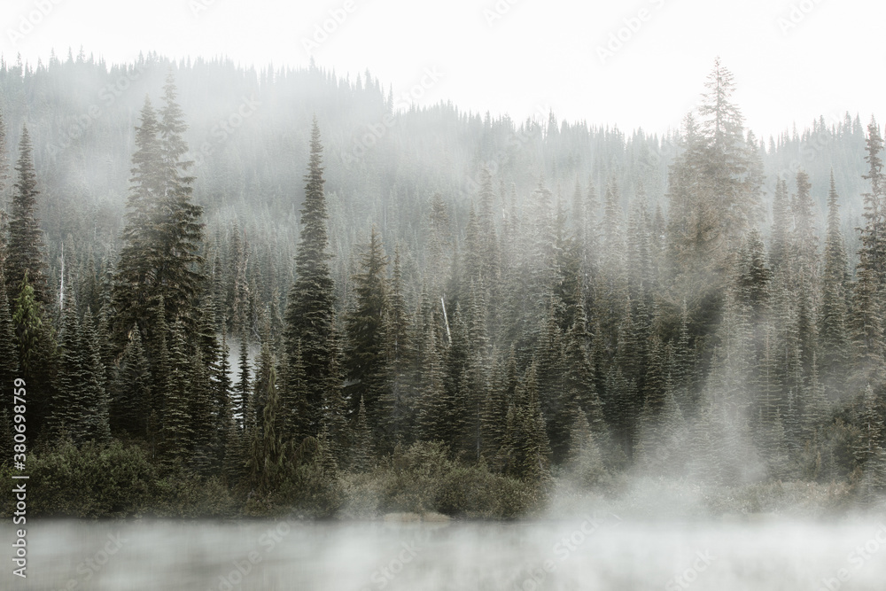 Fototapeta premium morning in the forest
