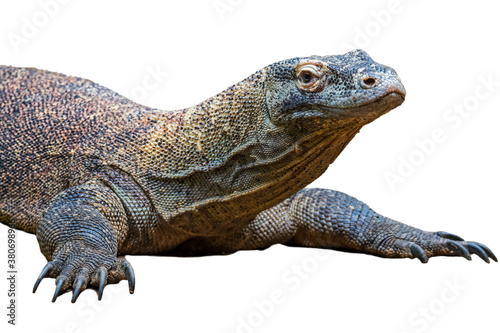 Komodo dragon / Komodo monitor (Varanus komodoensis), giant lizard native to the Indonesian islands Komodo, Rinca, Flores and Gili Motang against white background