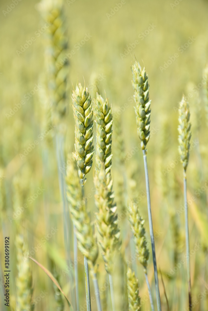 wheat stalk close up, crop close up