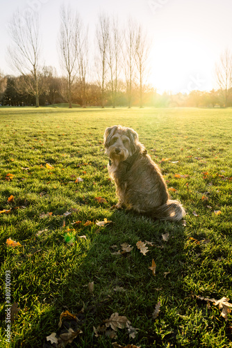 Good dog sitting patiently in a park