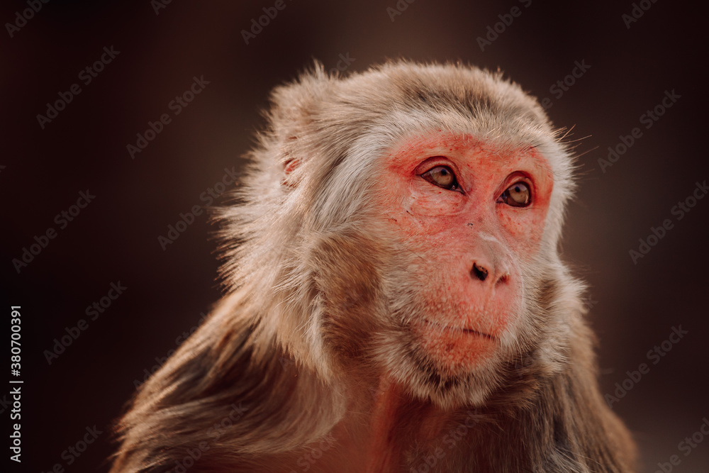 Adult rhesus macaque or Macaca mulata sitting against blurred foliage of jungle in India Adult rhesus macaque or Macaca mulata sitting against blurred foliage of jungle in India
