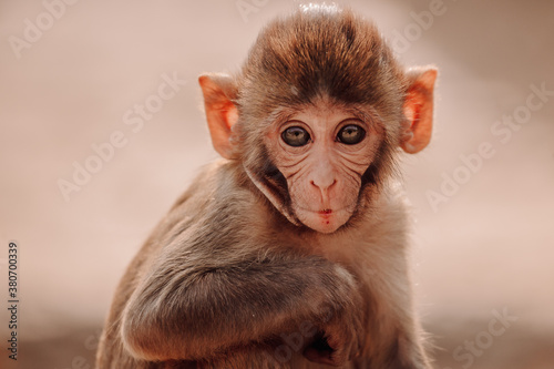 Cute little rhesus macaque baby sitting on stone in forest in India looking at camera