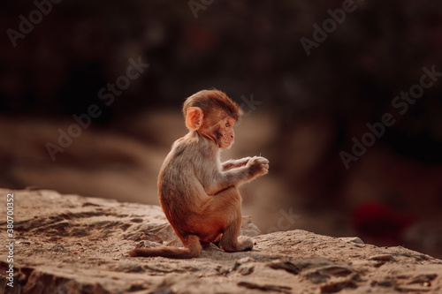Cute little rhesus macaque baby sitting on stone in forest in India