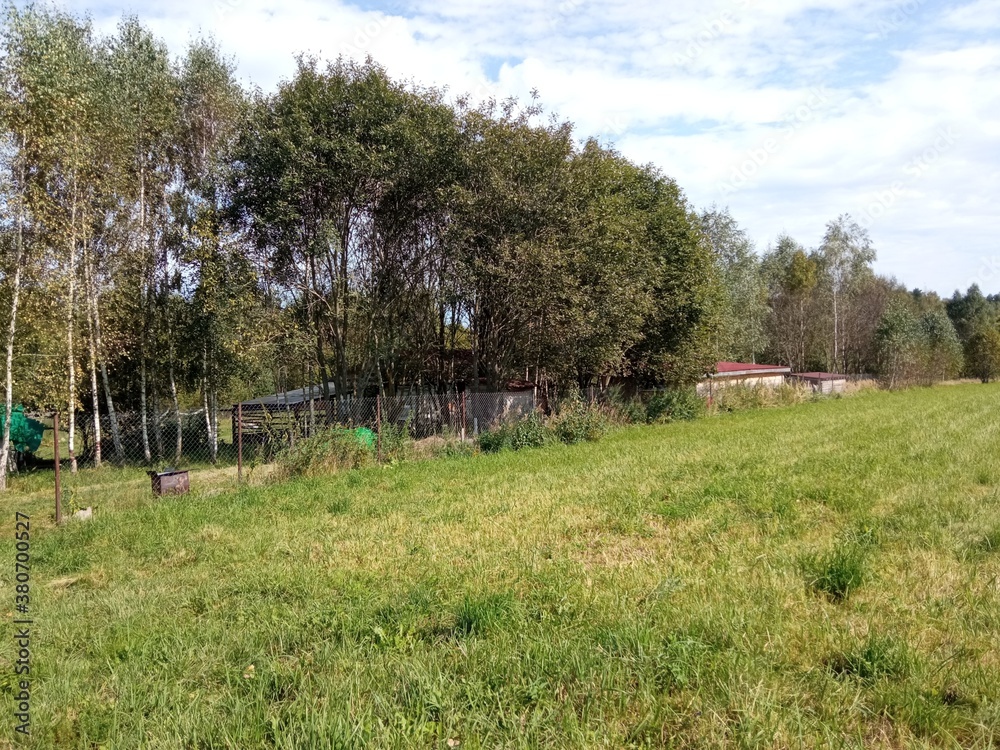 Obraz premium landscape with cows