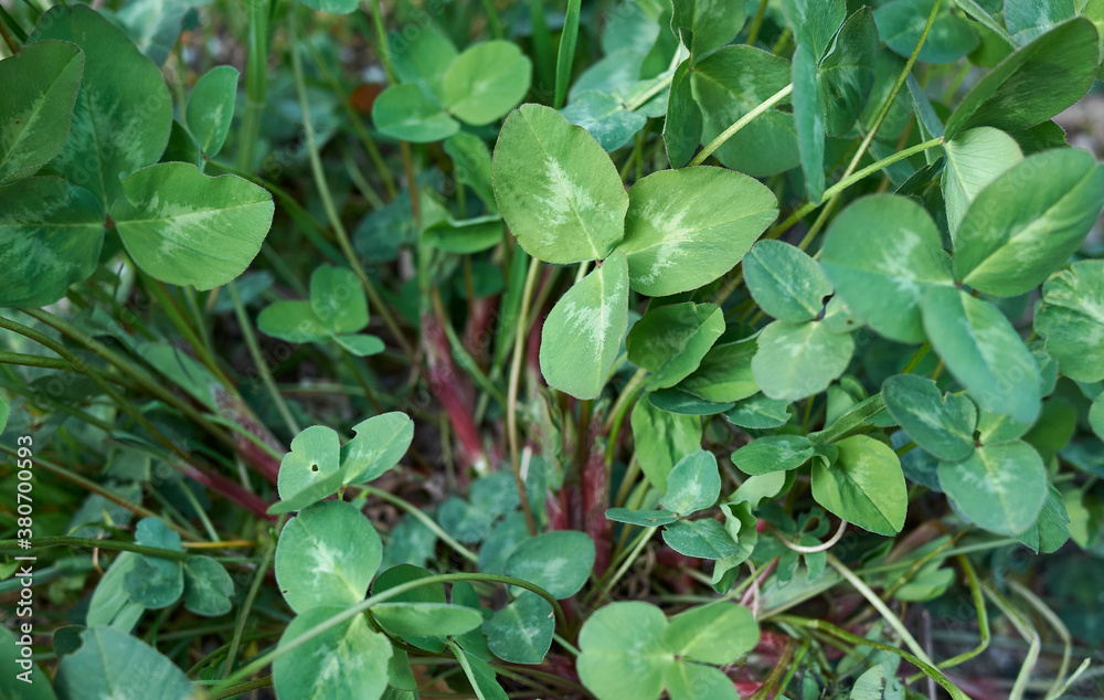 Trifolium pratense Trifolium pratense
