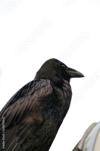 Close up of a Large Black Raven