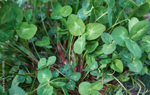Wallpaper Mural Trifolium pratense Torontodigital.ca