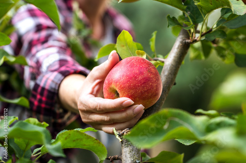 Quadro su tela Farmer picking red apple from tree