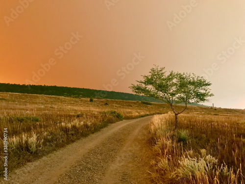 California, Oregon, Colorado wildfire orange smokey sky above lone tree on trail