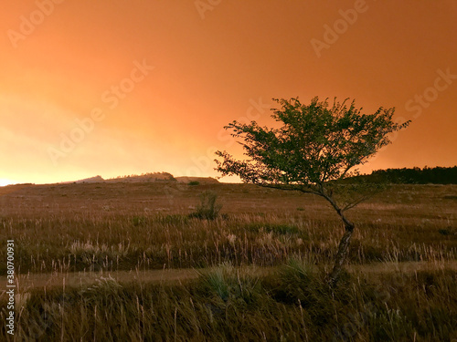 California, Oregon, Colorado wildfire orange smokey sky above lone tree on trail