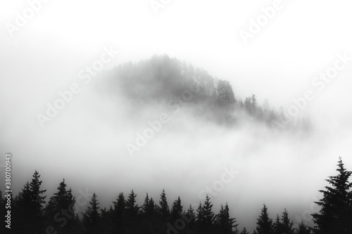 fog in the forest © Paloma Ayala