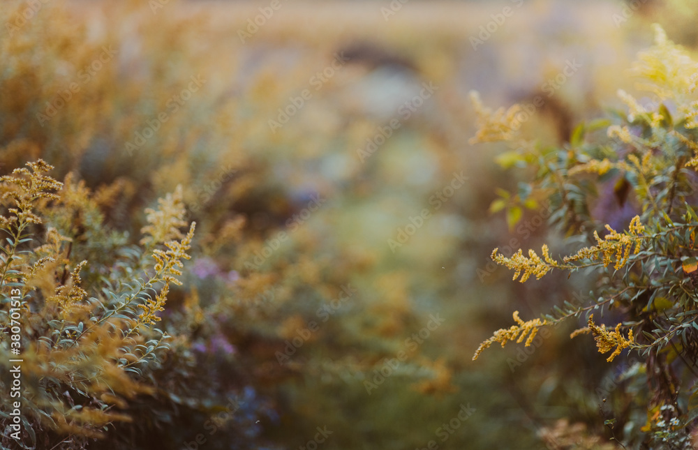 Colorful weeds Colorful weeds