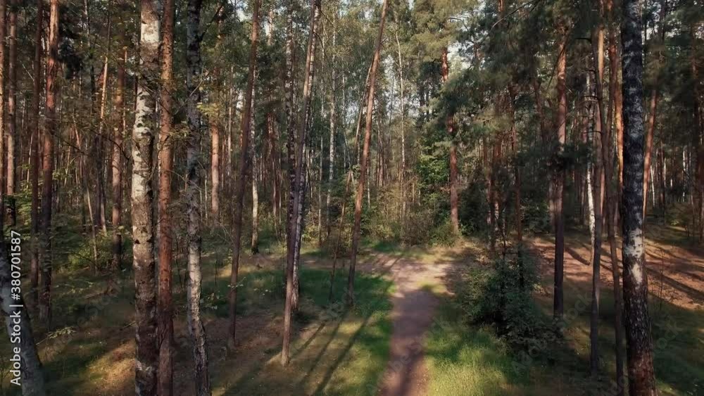 Flying low between trees in pine and birch forest sun beams on morning during sunrise. High quality 4k footage Flying low between trees in pine and birch forest sun beams on morning during sunrise. High quality 4k footage