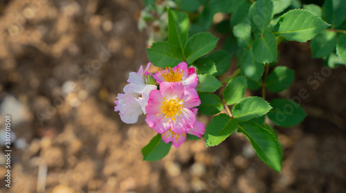 Flowering of wild pink Mountain Rose (Rosa pendulina)
