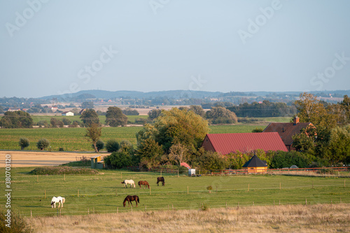 The Swedish flat farmlands with horses and farms during late summer in the landscape of Skåne (Scania)