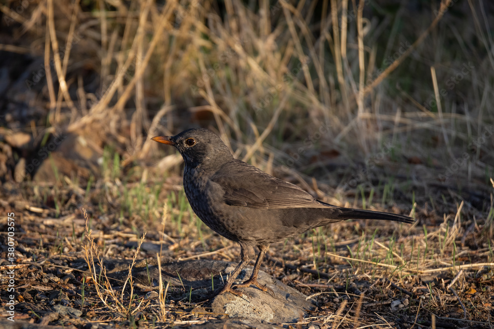 Common Blackbird. Bird in its natural environment. Common Blackbird. Bird in its natural environment.