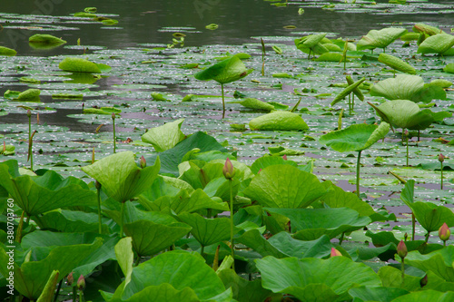 Waterlilies and lotus in a pond in summer Nelumbo nucifera